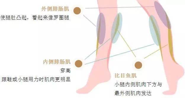 瘦腿针适应症