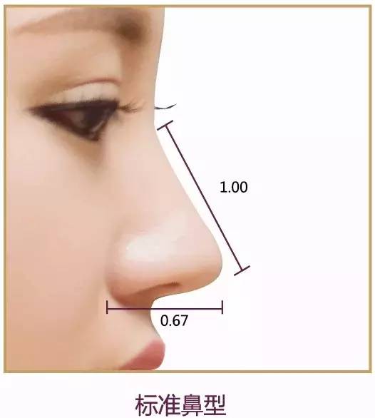 标准鼻型