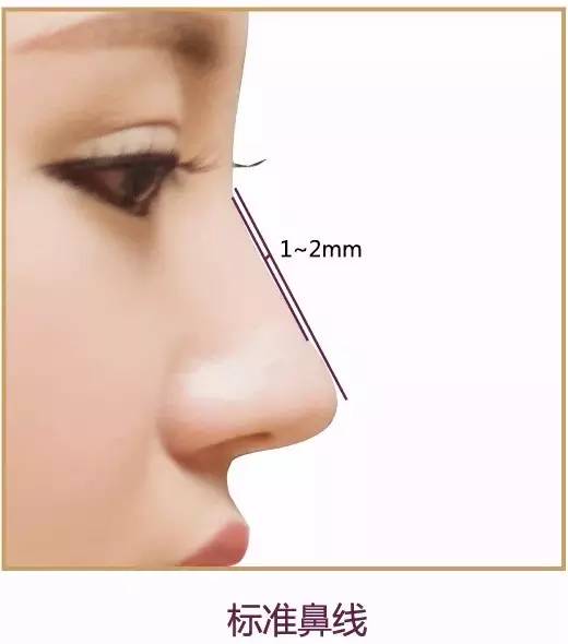 标准鼻线