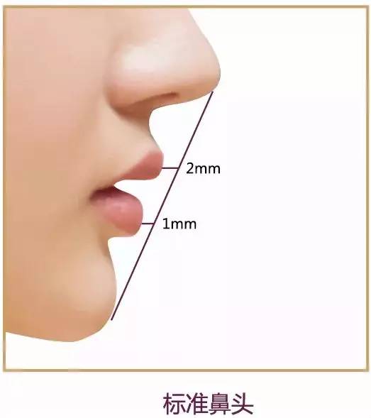 标准鼻头
