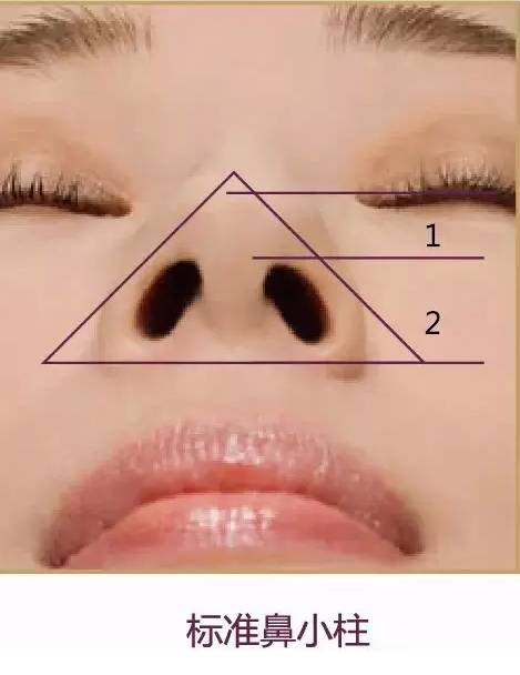 标准鼻小柱