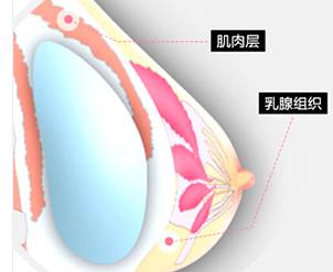 乳房的动感弹性