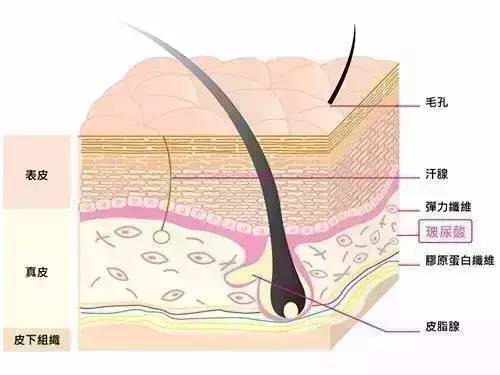 上海美莱玻尿酸注射填充