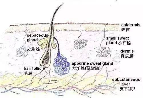 脱毛影响排汗吗