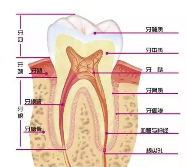 牙齿修复一般多少钱