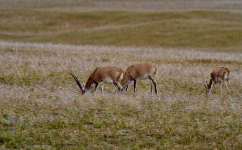 上海美莱植发案例