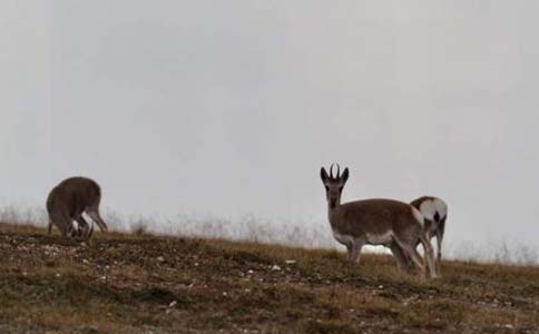 上海面部吸脂医院哪家好