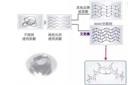 美莱专家出席“美斯蒂克”吸脂塑形减肥疗法大会