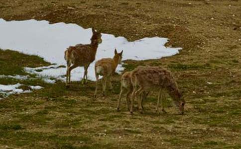 黄金「鼻」例鼻形:美莱假体、玻尿酸隆鼻可以打造!