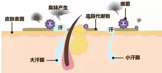 副乳存在—女人噩梦！上海美莱帮您快速去除副乳！