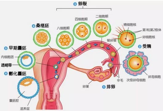 上海做隆鼻修复疼吗,术后疼吗?