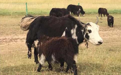 上海割双眼皮美莱割的好不好